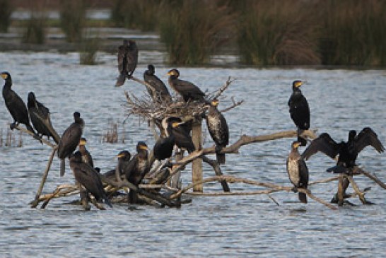 Urdaibai Bird Center organiza un curso de iniciación a la observación de aves acuáticas