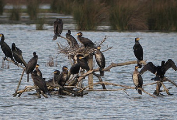 Urdaibai Bird Center organiza un curso de iniciación a la observación de aves acuáticas