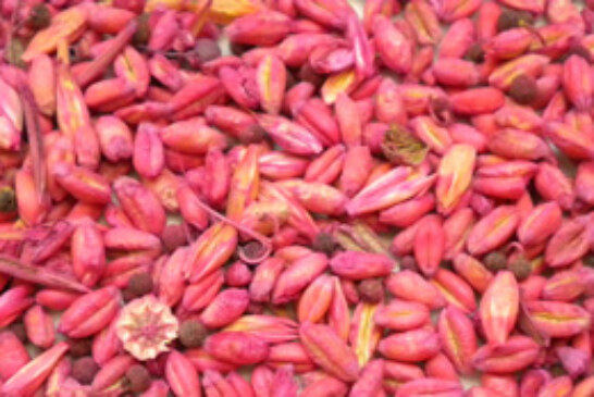 Expertos del IREC publican un estudio sobre el impacto de las semillas blindadas en perdices