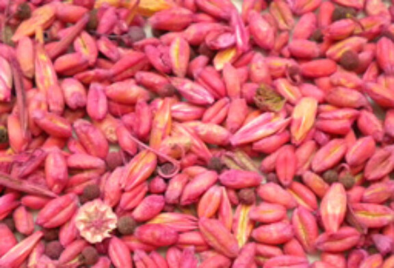 Expertos del IREC publican un estudio sobre el impacto de las semillas blindadas en perdices