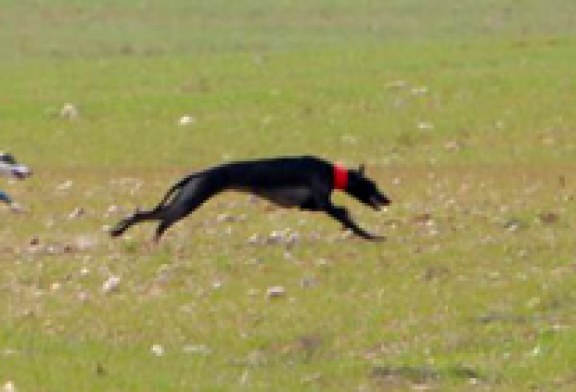 Todo listo en Medina del Campo para la celebración del Campeonato estatal de Galgos