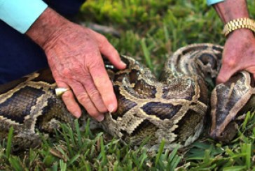 Florida premia la caza de pitones birmanas para combatir la superpoblación de la especie