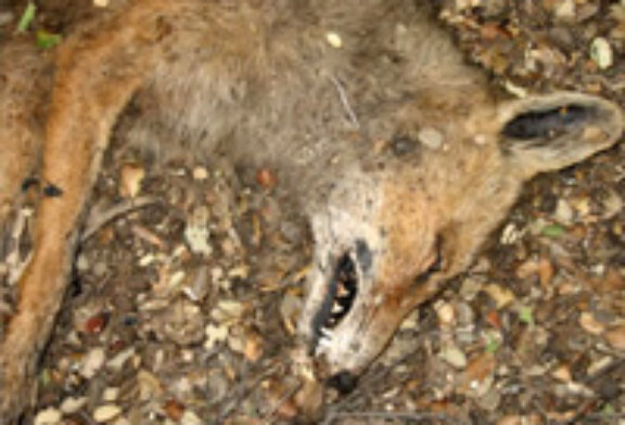 El IREC publica un estudio sobre intoxicaciones de fauna silvestre y doméstica en el Estado
