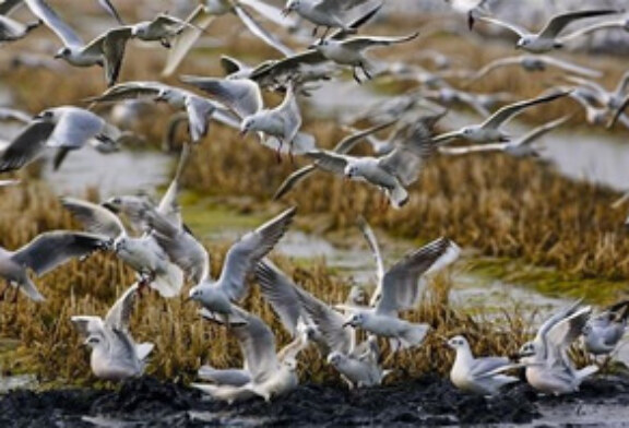 Conteo invernal de aves acuáticas en el Delta del Ebro