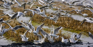 Conteo invernal de aves acuáticas en el Delta del Ebro