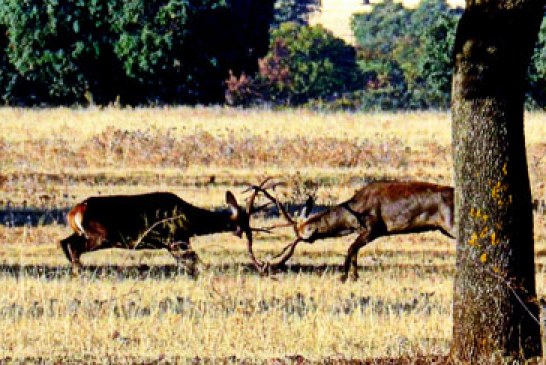 La Diputación alavesa restringe el paso de vehículos por las zonas de berrea del Gorbeia