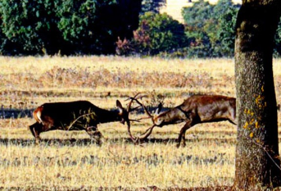 La Diputación alavesa restringe el paso de vehículos por las zonas de berrea del Gorbeia