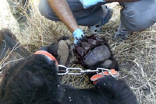 La Fundación Oso Pardo se personará en el caso del oso muerto por un lazo en Asturias