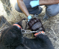 La Fundación Oso Pardo se personará en el caso del oso muerto por un lazo en Asturias