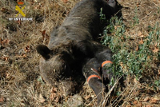 Dos detenidos por la muerte del ejemplar de oso pardo en Asturias