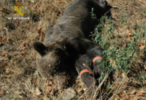 Dos detenidos por la muerte del ejemplar de oso pardo en Asturias