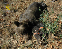 Dos detenidos por la muerte del ejemplar de oso pardo en Asturias