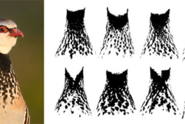 Las perdices mejor alimentadas presentan mejor geometría fractal
