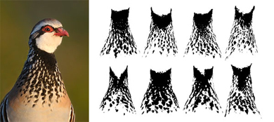 Las perdices mejor alimentadas presentan mejor geometría fractal