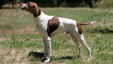 Nueva edición del veterano Seminario de Adiestramiento Básico del Perro de Caza