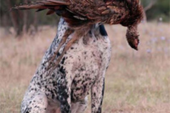 La FNC organiza una las pruebas caninas más completas, la competición de Campo y Agua