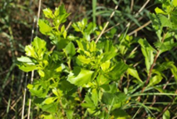 14.000 árboles para recuperar la vegetación autóctona de las islas de Bidasoa-Txingudi