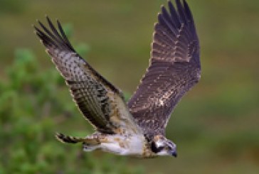 El Águila pescadora, referente de un proyecto medioambiental en colegios vascos