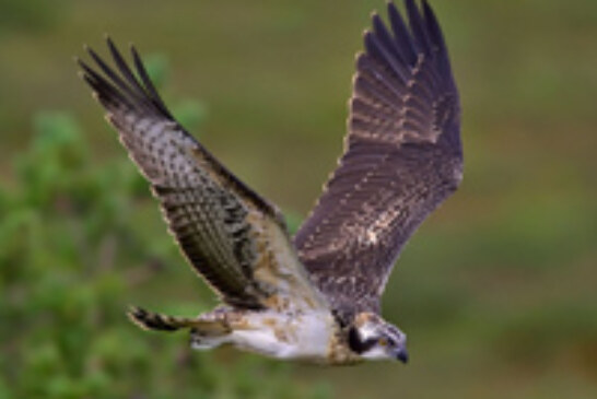 Bizkaia impulsa un proyecto de recuperación del águila pescadora en Urdaibai