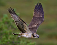 Bizkaia impulsa un proyecto de recuperación del águila pescadora en Urdaibai
