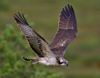 El Águila pescadora, referente de un proyecto medioambiental en colegios vascos