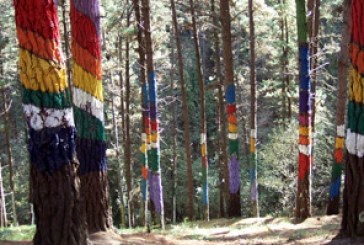 El Colegio Oficial de Ingenieros Técnicos Forestales recuerda que los bosques son vitales