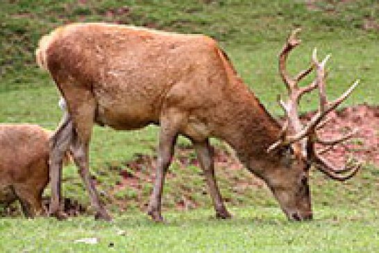 La conservación y gestión de los mamíferos, en las Jornadas de Naturaleza en el País Vasco