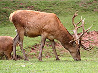 La conservación y gestión de los mamíferos, en las Jornadas de Naturaleza en el País Vasco