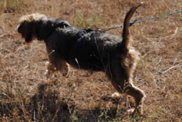 Copa Navarra perros de rastro