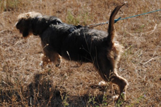 Campeonato de Álava de Perros de Rastro sobre Jabalí en Garrastatxu Baranbio