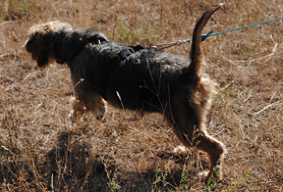 Campeonato de Álava de Perros de Rastro sobre Jabalí en Garrastatxu Baranbio