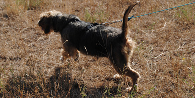 Campeonato de Álava de Perros de Rastro sobre Jabalí en Garrastatxu Baranbio