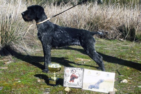 Los mejores perros polivalentes en la Cendea de Cizur y Coto Valdorba