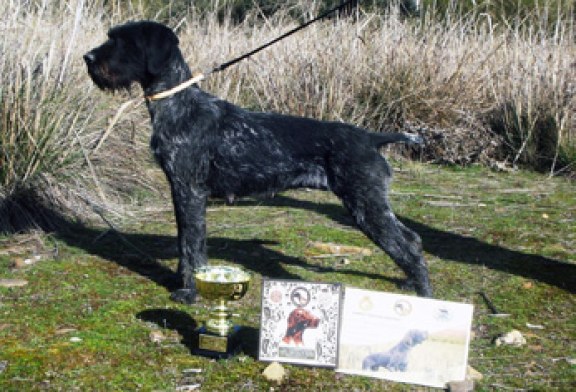 Los mejores perros polivalentes en la Cendea de Cizur y Coto Valdorba