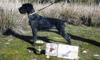 Los mejores perros polivalentes en la Cendea de Cizur y Coto Valdorba