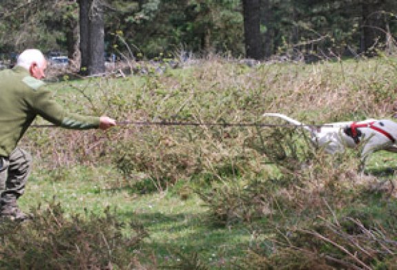 Campeonato de Bizkaia de Perros de Rastro