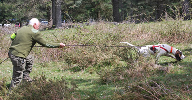 Campeonato de Bizkaia de Perros de Rastro