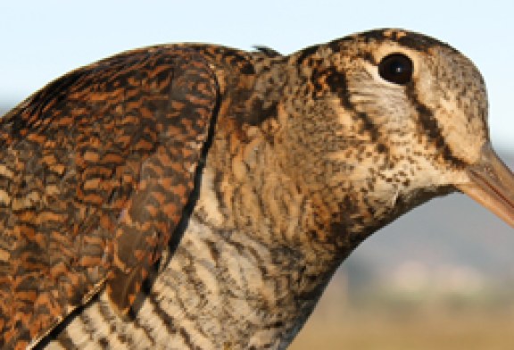 Urdaibai Bird Center celebra el jueves una conferencia sobre la migración de las becadas