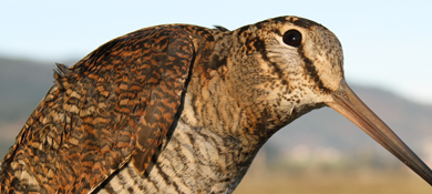 Urdaibai Bird Center celebra el jueves una conferencia sobre la migración de las becadas