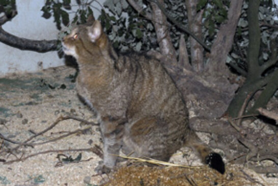 El Centro de Gorliz recupera el gato montés puro rescatado de un cepo en Artzentales