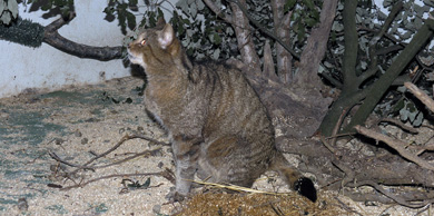 El Centro de Gorliz recupera el gato montés puro rescatado de un cepo en Artzentales