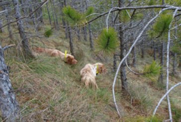 El  CCBP crea un Reglamento de Pruebas de Perros de Muestra sobre Becada