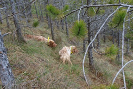 El  CCBP crea un Reglamento de Pruebas de Perros de Muestra sobre Becada