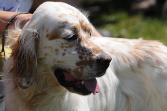 I Copa de Álava de Perros de Muestra este domingo en Nanclares de la Oca