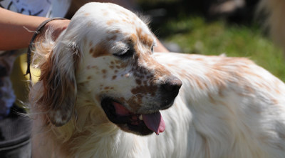 I Copa de Álava de Perros de Muestra este domingo en Nanclares de la Oca