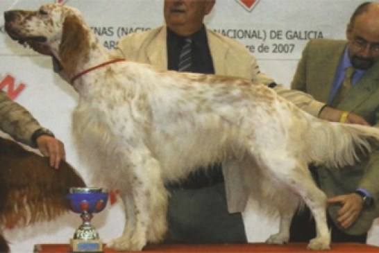 Güeñes acoge mañana la I Exposición Monográfica de Perros de Caza