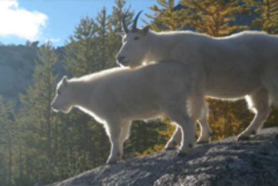 Alaska, tras la pista de la Mountain Goat