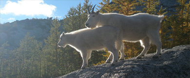 Alaska, tras la pista de la Mountain Goat