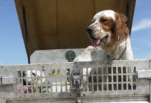 La FNC solicita disponer de suelo para una instalación de cría y guarda de perros
