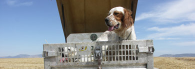La FNC solicita disponer de suelo para una instalación de cría y guarda de perros
